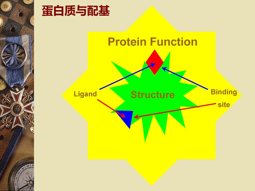 如 血红蛋白及肌红蛋白与氧 酶与底物或抑制